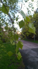 Betula pendula