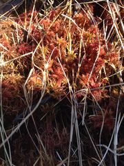 Sphagnum rubellum
