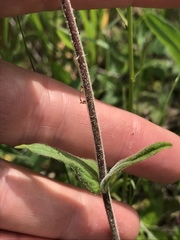 Penstemon brevisepalus