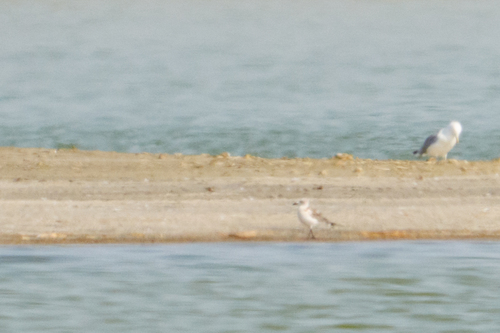 Mediterranean Gull
