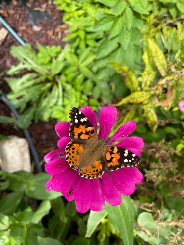 Painted Lady