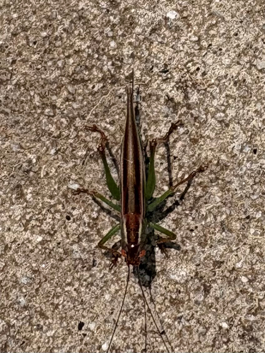 Lesser Pine Katydid