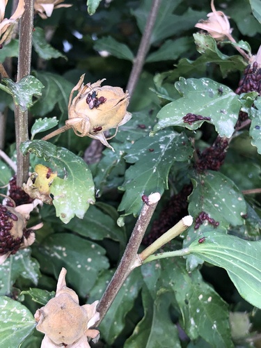 Lime seed bug