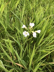 Cardamine pratensis