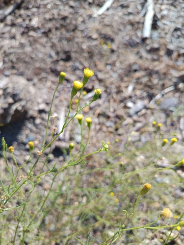 Narrow-leaved Ragwort
