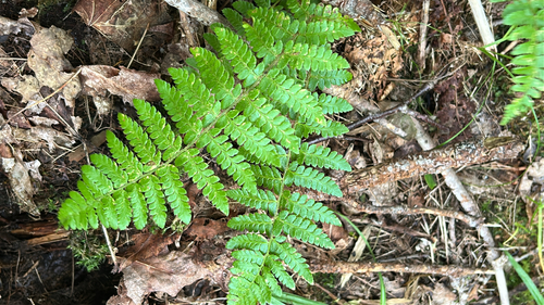 Braun's holly fern