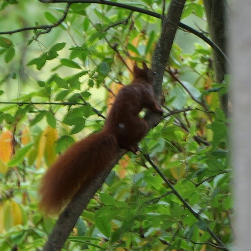 Eurasian Red Squirrel