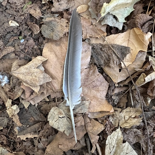 Plume de Pigeon ramier
