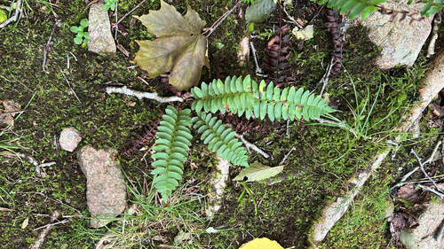 Christmas fern