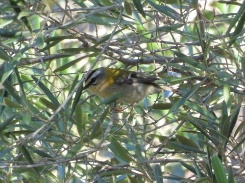 Common Firecrest