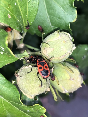 European Firebug