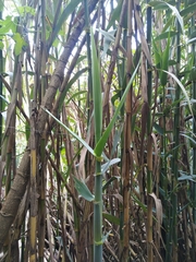 Arundo donax
