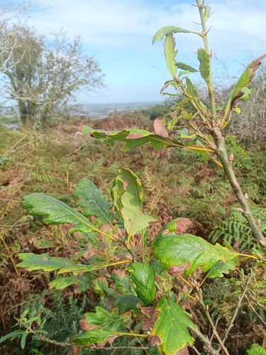 Quercus petraea, photograph 3