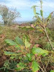 Quercus petraea, photograph (c) considerthelilies, some rights reserved (CC BY)
