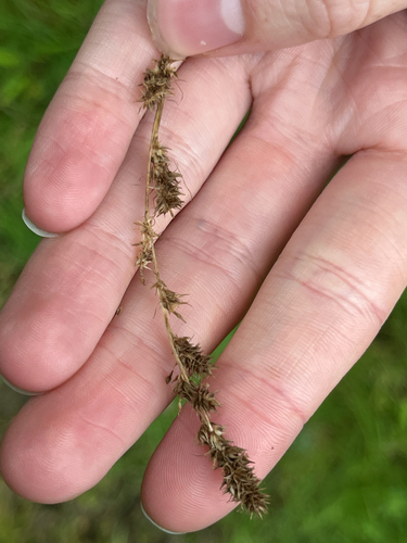 Carex vulpinoidea observed 2026-09-20