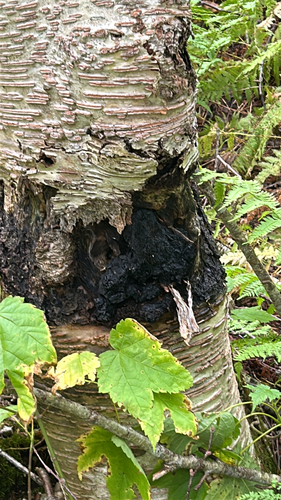 chaga