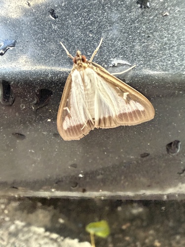 Box Tree Moth