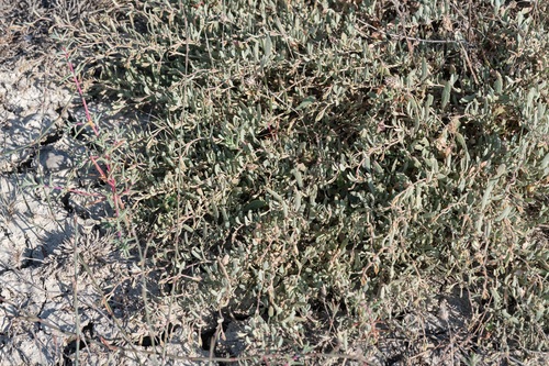 Atriplex portulacoides, photograph 5