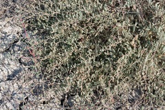 Atriplex portulacoides, photograph (c) Eleftherios Katsillis, some rights reserved (CC BY)