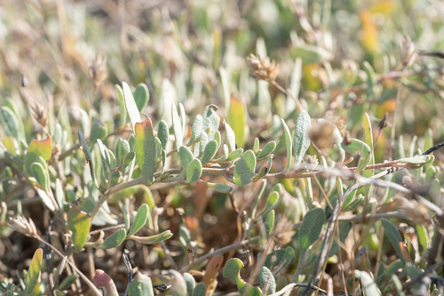 Atriplex portulacoides, photograph 4