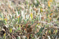 Atriplex portulacoides, photograph (c) Eleftherios Katsillis, some rights reserved (CC BY)