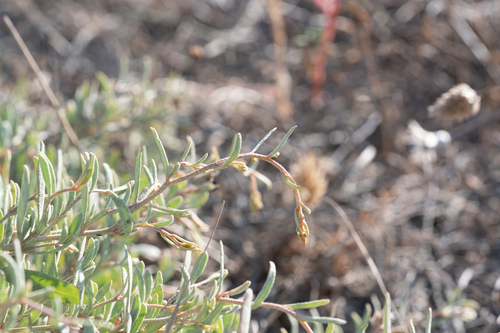 Atriplex portulacoides, photograph 3