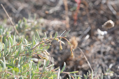 Atriplex portulacoides, photograph (c) Eleftherios Katsillis, some rights reserved (CC BY)