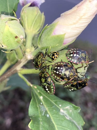 Southern Green Stink Bug