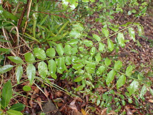 Clausena anisata observed 2026-09-18