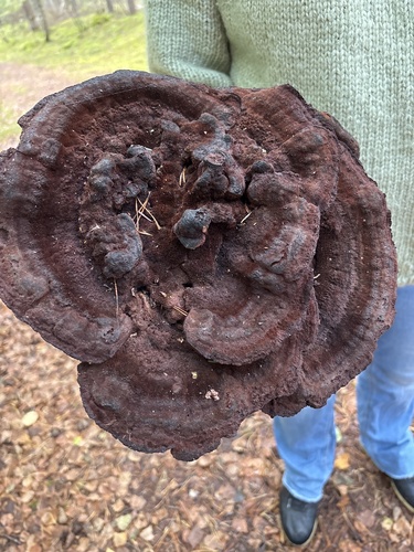 European Dyer's Polypore