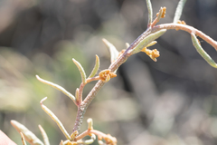 Atriplex portulacoides, photograph (c) Eleftherios Katsillis, some rights reserved (CC BY)