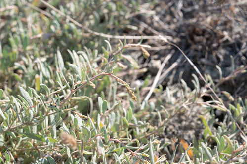 Atriplex portulacoides, photograph 2