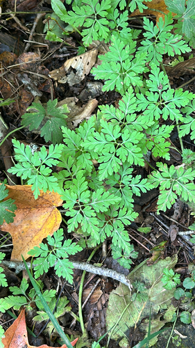 Herb Robert