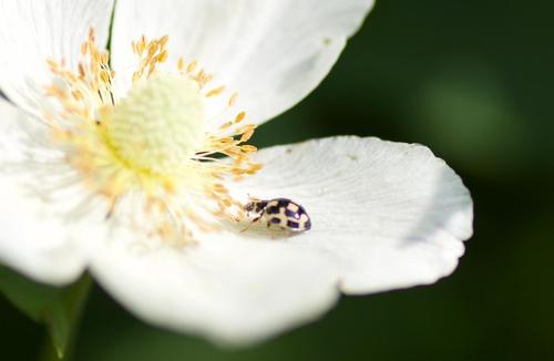 Fourteen-spotted Lady Beetle