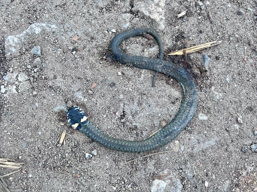 grass snake