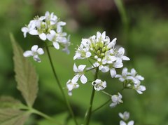 Cardamine leucantha