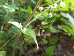 Circaea lutetiana, photograph (c) considerthelilies, some rights reserved (CC BY)