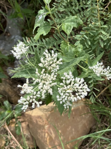 late boneset