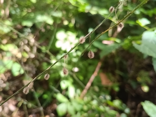 Circaea lutetiana, photograph 6