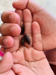 Porcellio laevis
