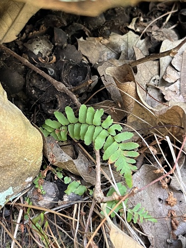 ebony spleenwort