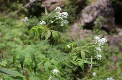 Cardamine leucantha
