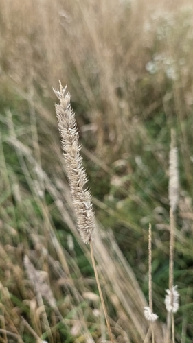 Phleum pratense, photograph 4