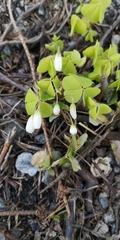 Oxalis acetosella