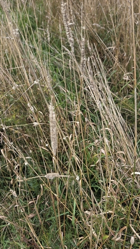 Phleum pratense, photograph 5