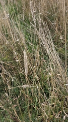 Phleum pratense, photograph (c) S Boisvert, some rights reserved (CC BY)