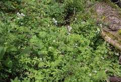 Cardamine leucantha
