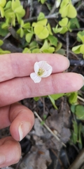 Oxalis acetosella