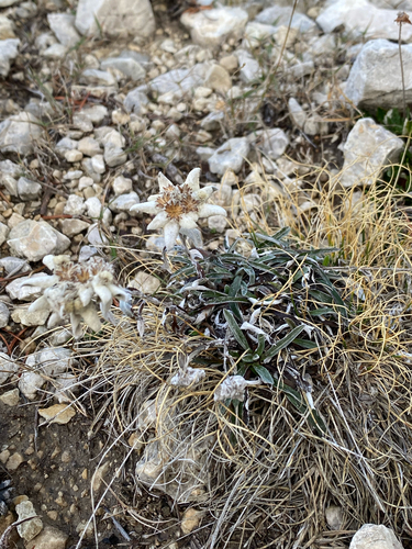 Alpine Edelweiss