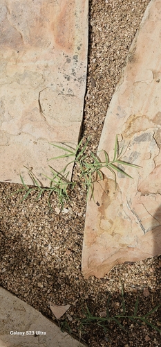 Bermuda grass